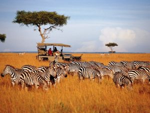 К зебрам в Танзанию фото